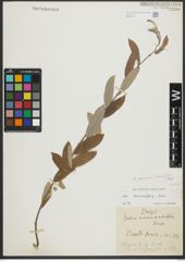 Foto von Salix salviifolia Brot.